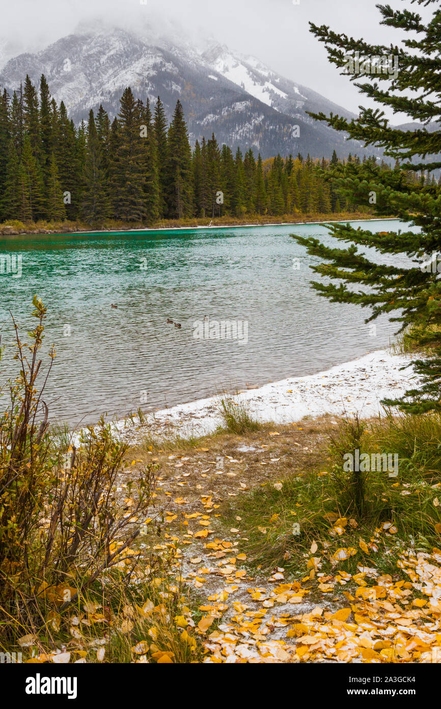 Vista del fiume delle Montagne Rocciose attraverso il Fiume Bow nella città di montagna di Banff Alberta Foto Stock