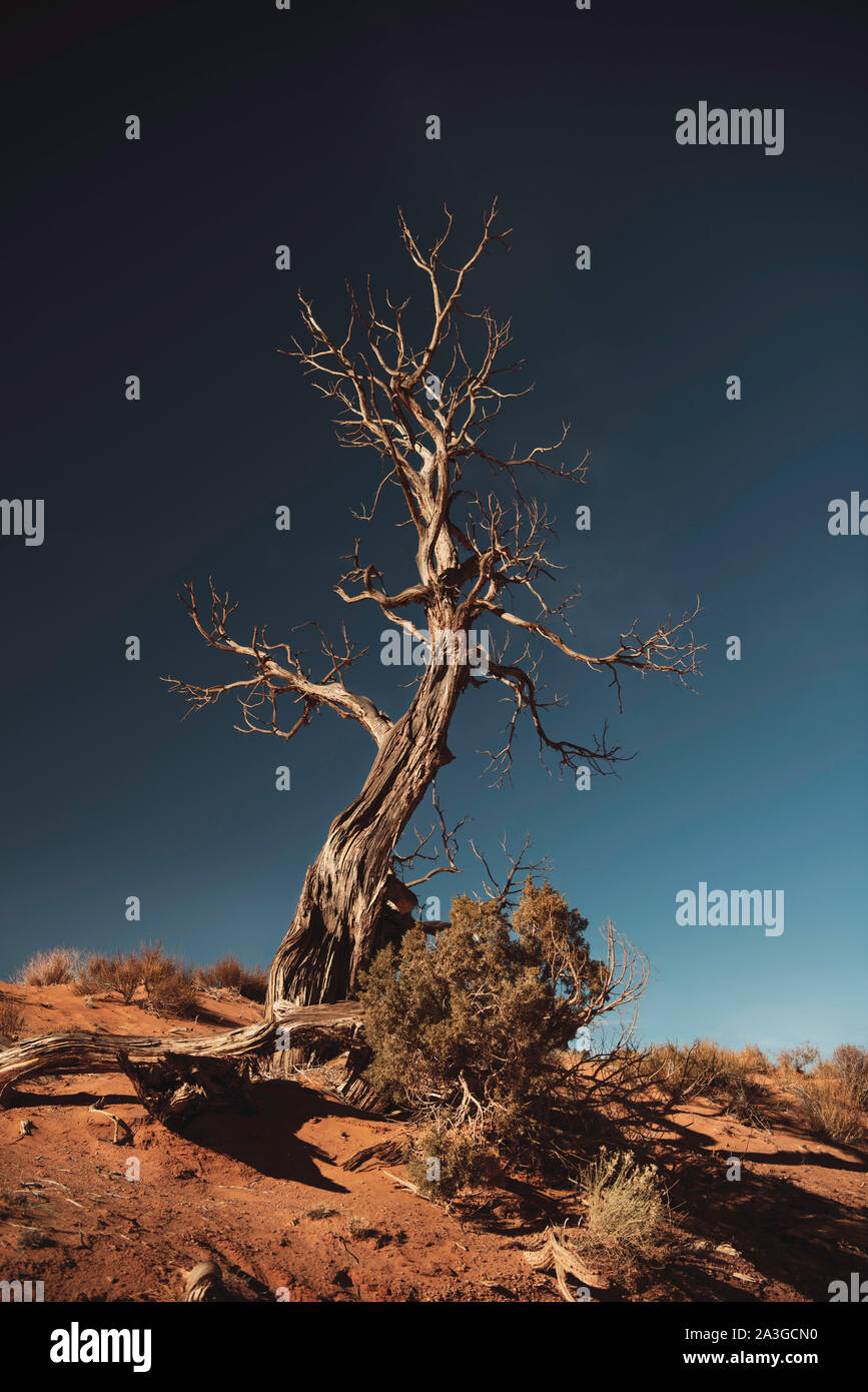 Un albero che è morto nel deserto è ora solo una forma scheletrica gnarled che raggiunge il cielo in un'ultima posa drammatica. Foto Stock