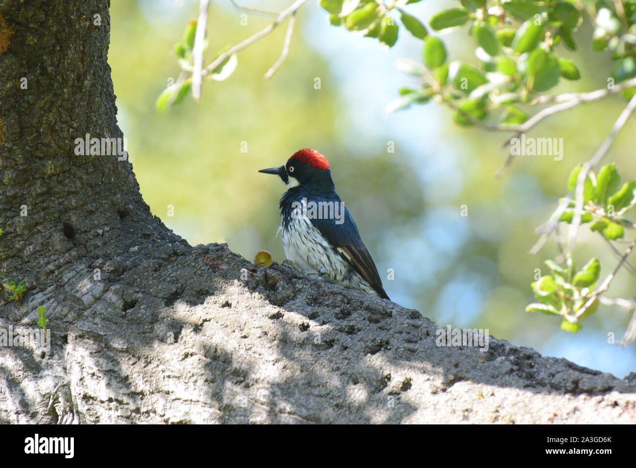 Una Ghianda Picchio, Melanerpes formicivorus, sul tronco di un treewith acorn top. Foto Stock Una Ghianda Picchio, Melanerpes formicivorus, sul tronco di un treewith acorn top. Foto Stock