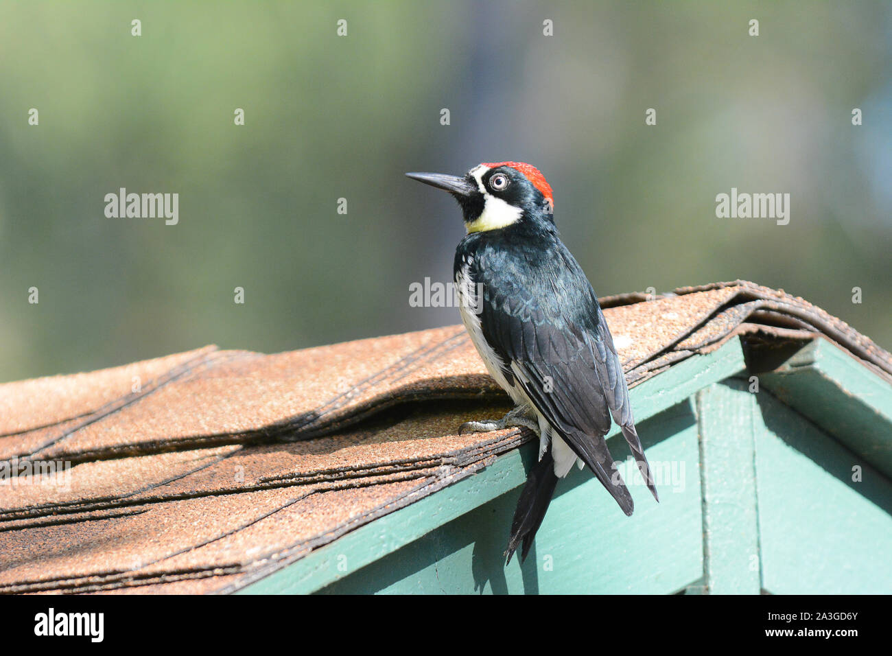 Una Ghianda Picchio, Melanerpes formicivorus, sul tetto di un capannone. Foto Stock Una Ghianda Picchio, Melanerpes formicivorus, sul tetto di un capannone. Foto Stock