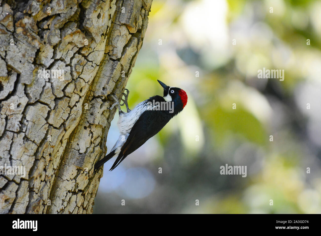 Una Ghianda Picchio, Melanerpes formicivorus, sul tronco di un albero. Foto Stock Una Ghianda Picchio, Melanerpes formicivorus, sul tronco di un albero. Foto Stock