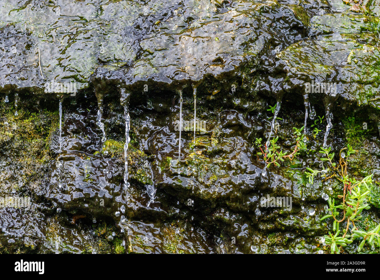 Gocciolamento di acqua su una parete di roccia Foto Stock
