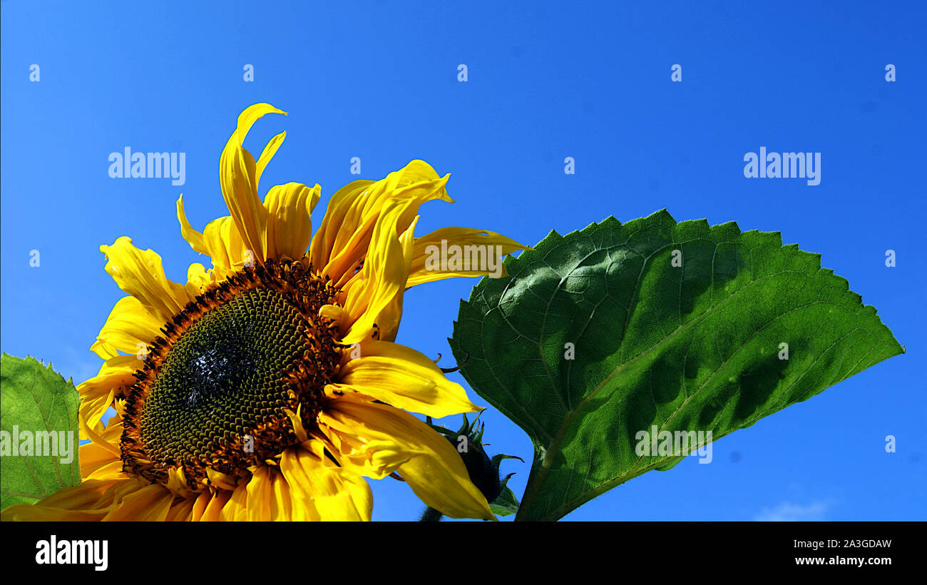 Girasole Foto Stock