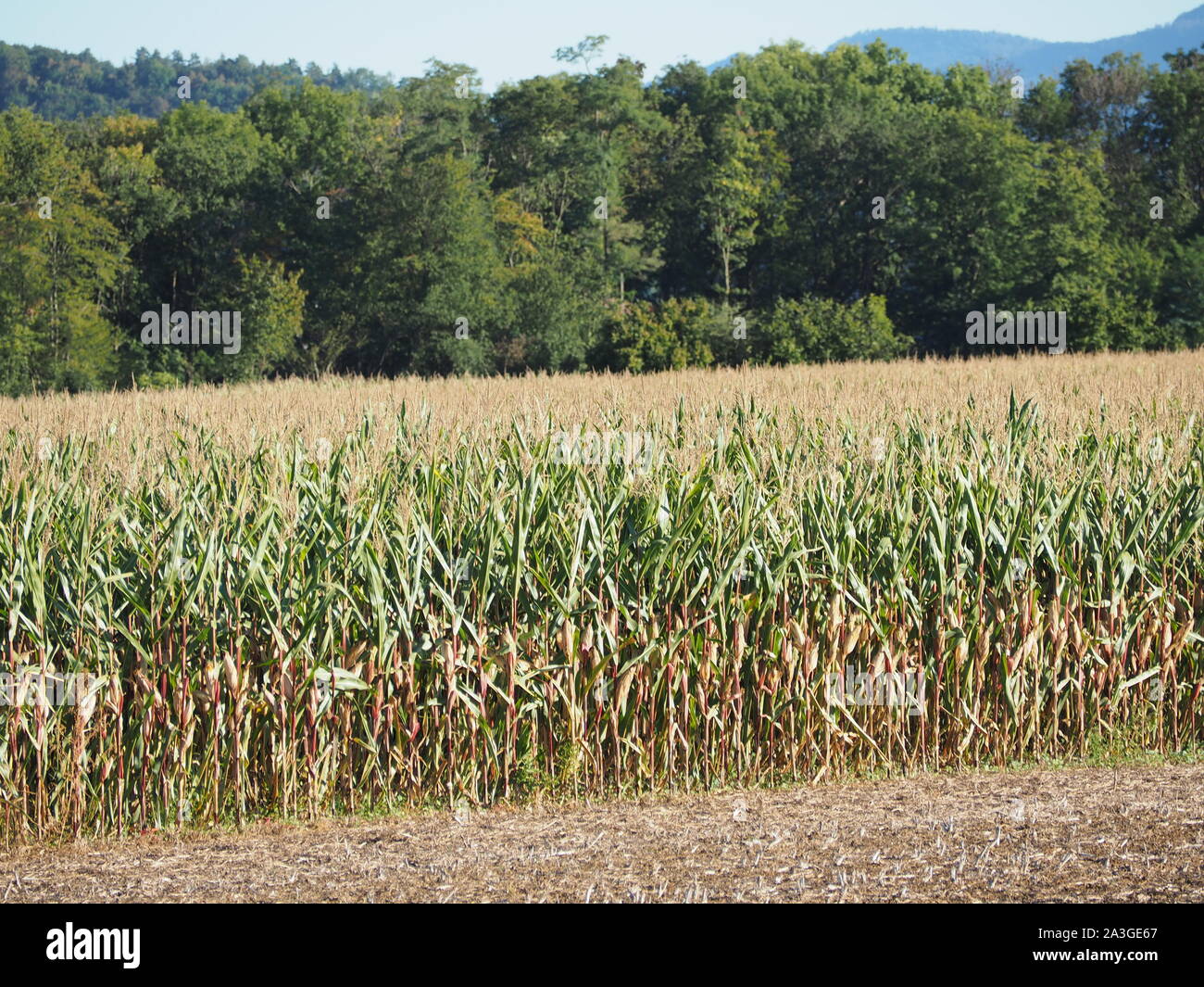 Campo di grano paesaggio lato paese Foto Stock