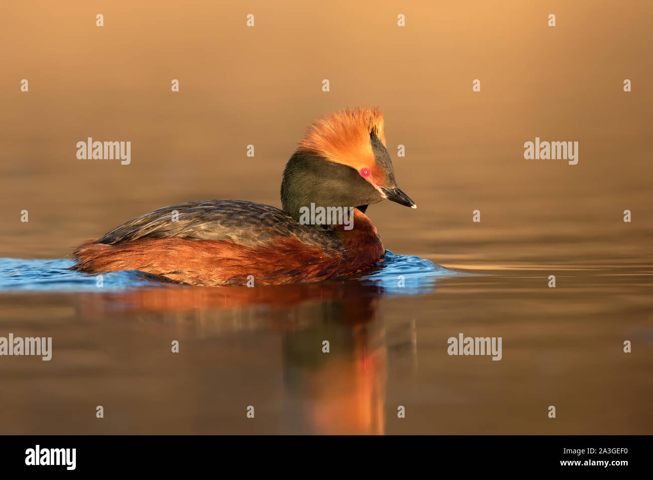 Adulto cornuto svasso (Podiceps auritus) nuoto su un lago al tramonto Foto Stock