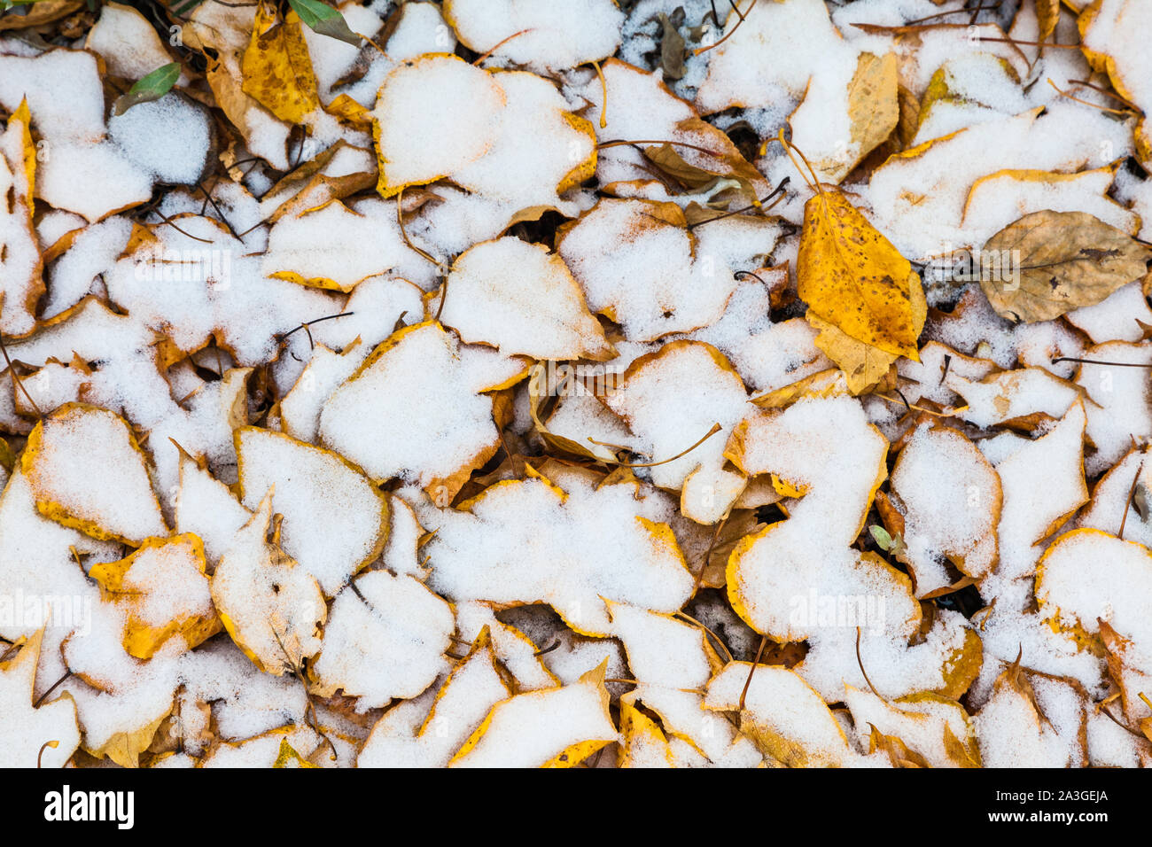 Prima neve su uno strato di caduto Aspen lascia nella foresta intorno alla città di Banff Alberta Canada Foto Stock