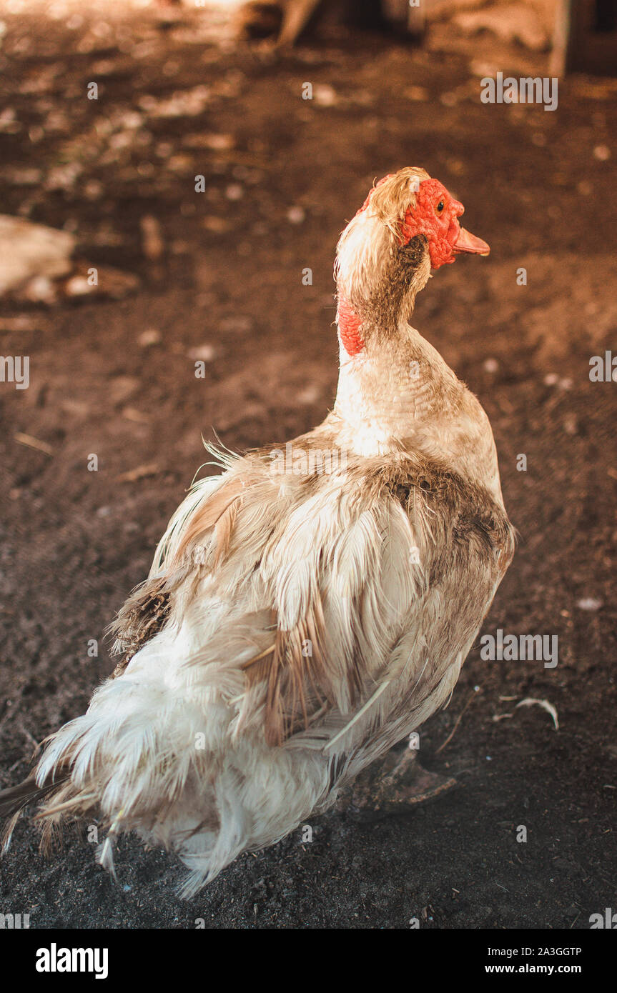 Anatra domestica è a penna o voliera passeggiate sul terreno e si guarda intorno.La luce colorata colpisce il bird.Il concetto di pollame e prodotti naturali a base di carne è Foto Stock