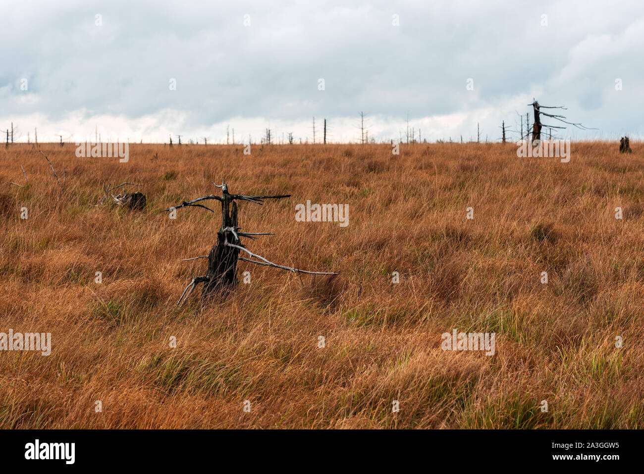 Paesaggio di brughiera delle Hautes Fagnes in autunno, Belgio. Foto Stock