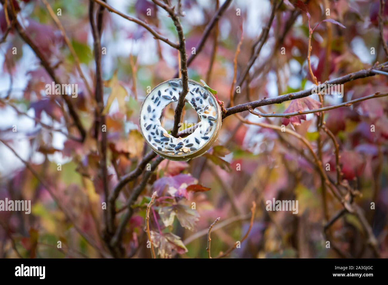 Bird-anello di alimentazione in autunno Foto Stock