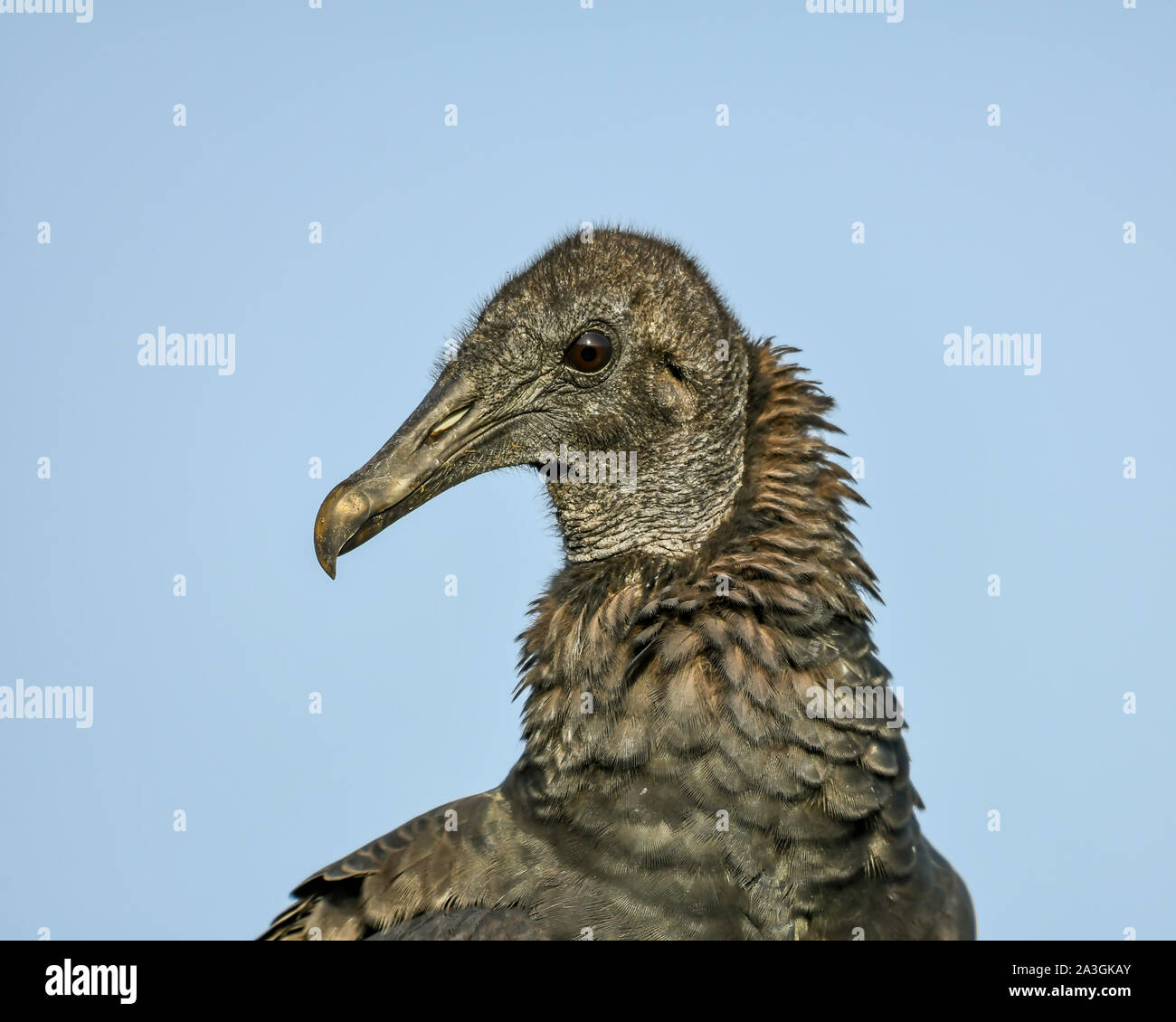 Profilo di un avvoltoio nero Foto Stock