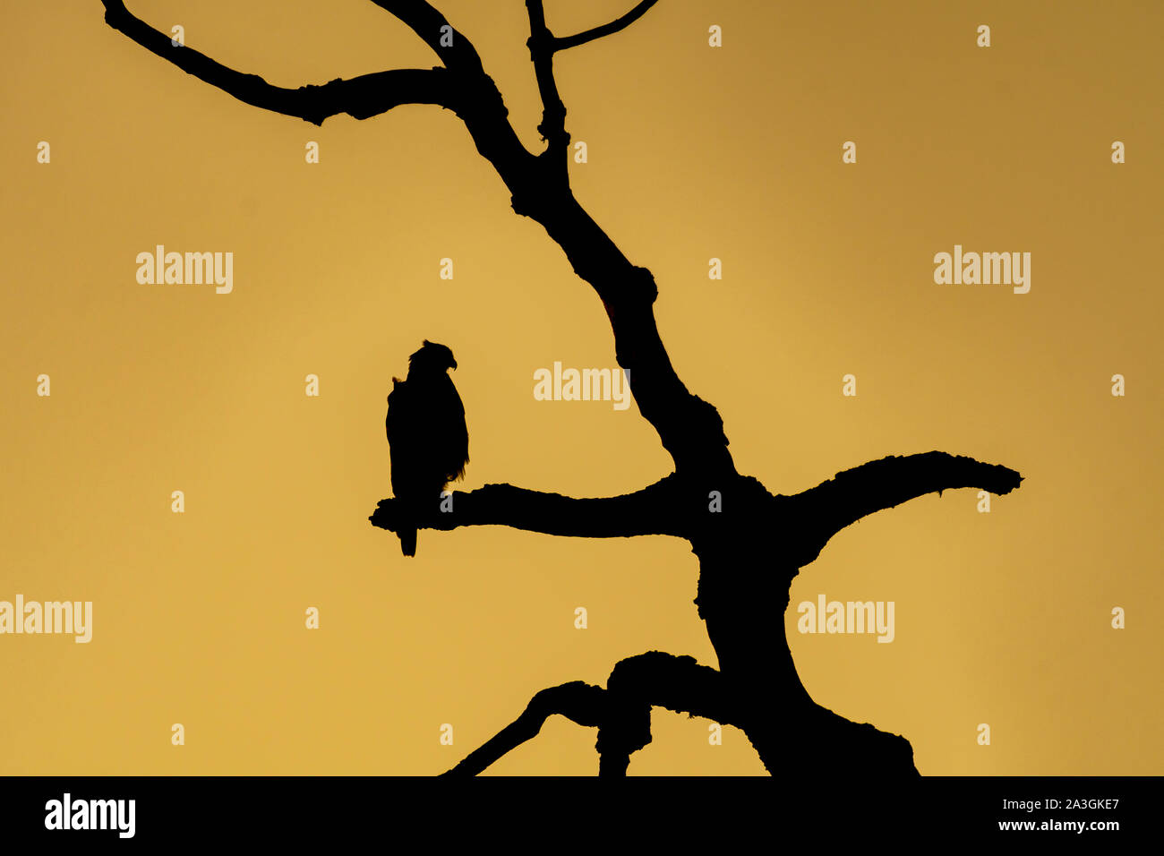 Silhouette di un falco di sunrise Foto Stock