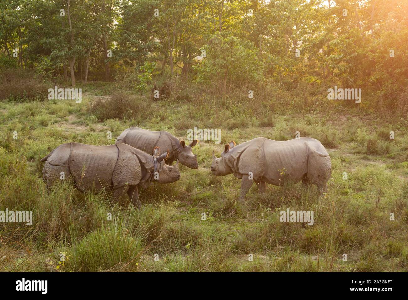 Il Nepal, Chitwan il parco nazionale, tre maggiore uno-cornuto rinoceronti (Rhinoceros unicornis) faccia a faccia Foto Stock