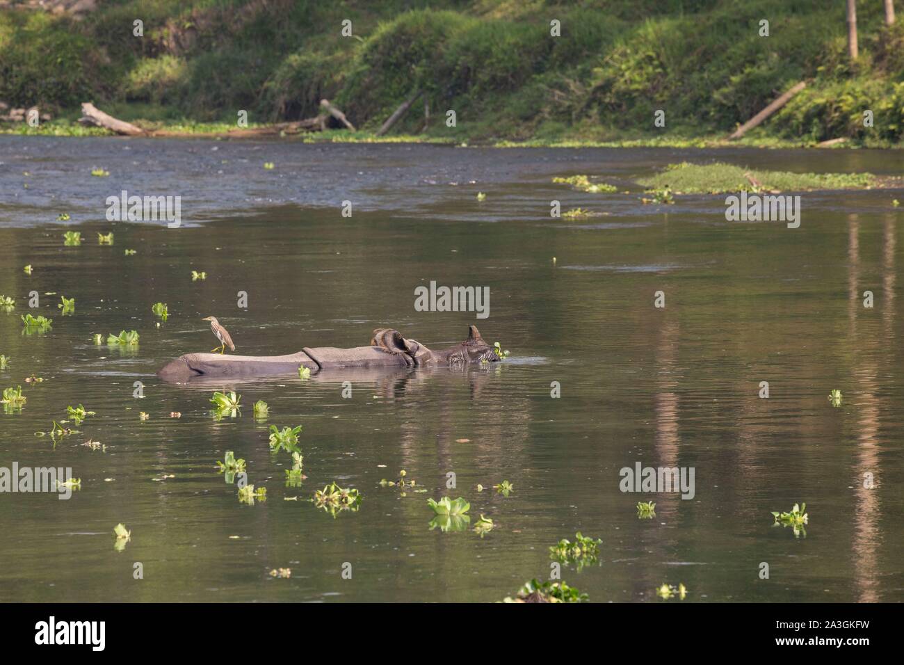 Il Nepal, Chitwan il parco nazionale, maggiore di un corno di rinoceronte (Rhinoceros unicornis) immerso nel fiume Foto Stock