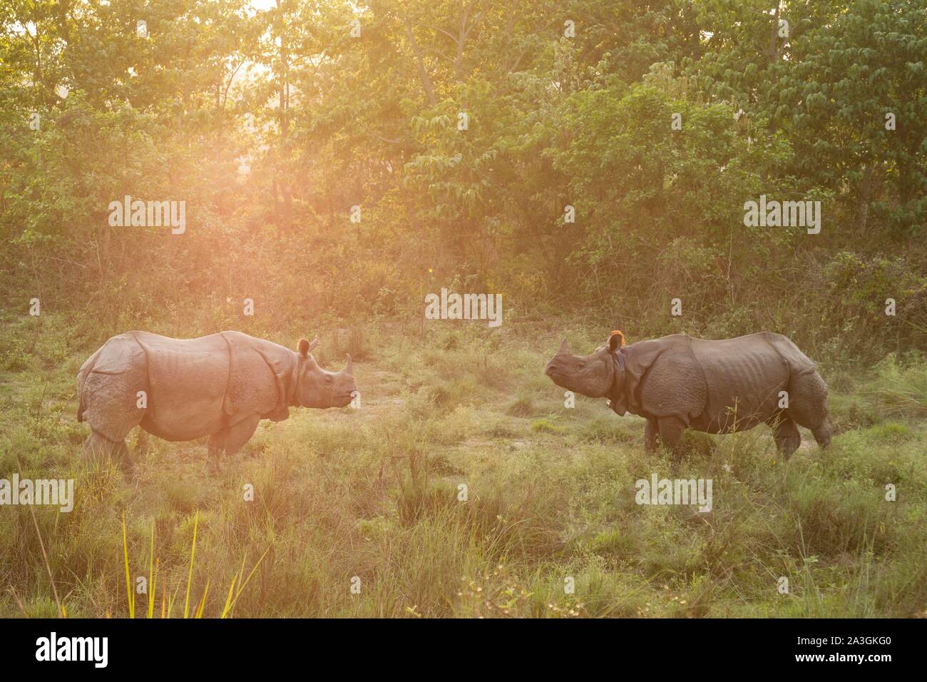 Il Nepal, Chitwan il parco nazionale, due maggiore uno-cornuto rinoceronti (Rhinoceros unicornis) faccia a faccia Foto Stock