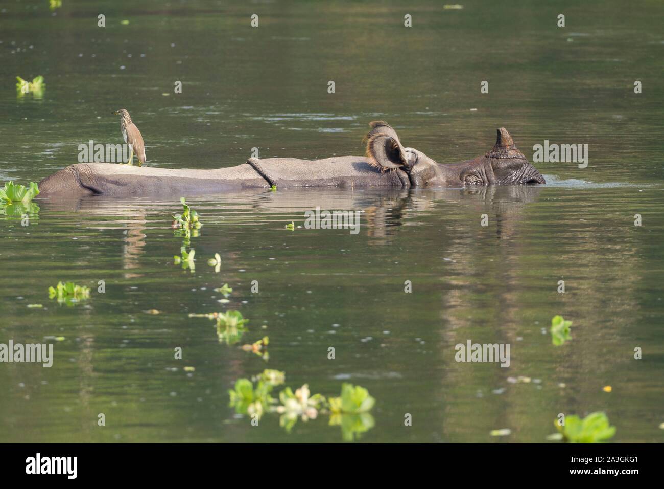 Il Nepal, Chitwan il parco nazionale, maggiore di un corno di rinoceronte (Rhinoceros unicornis) immerso nel fiume Foto Stock