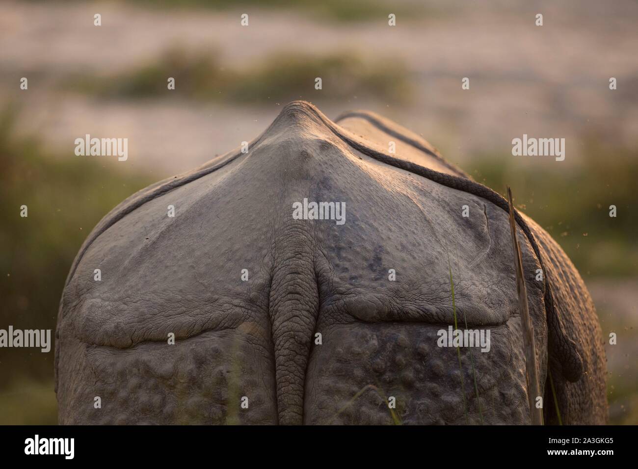 Il Nepal, Chitwan il parco nazionale, indietro di uno più grande-cornuto Rhino (Rhinoceros unicornis) Foto Stock