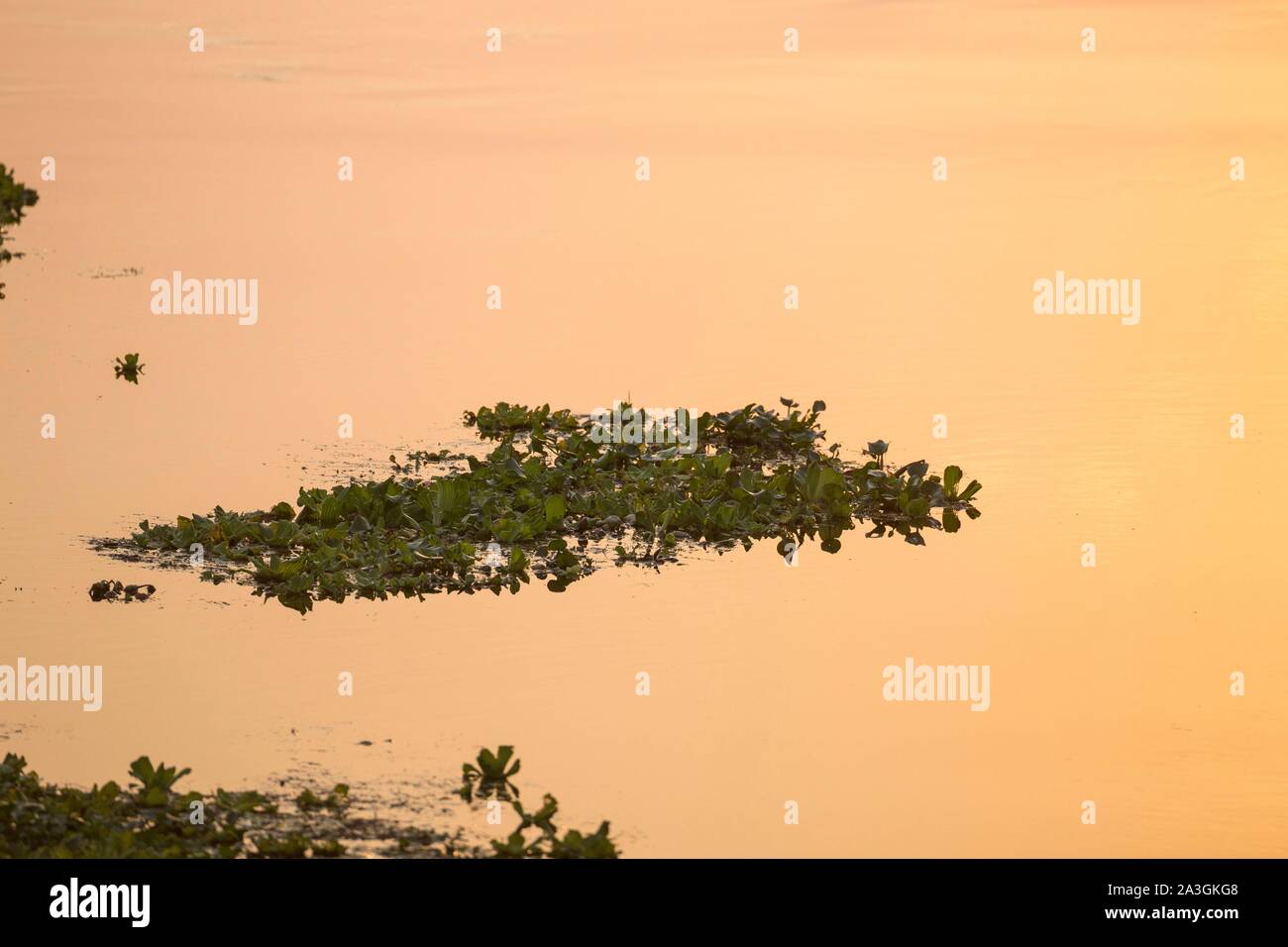 Il Nepal, Chitwan il parco nazionale, giacinto di acqua nel fiume Rapti Foto Stock