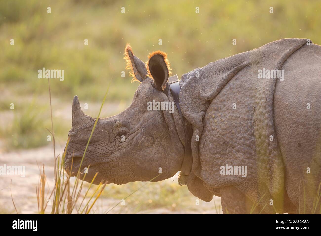 Il Nepal, Chitwan il parco nazionale, maggiore di un corno di rinoceronte (Rhinoceros unicornis) con un collare di radio Foto Stock