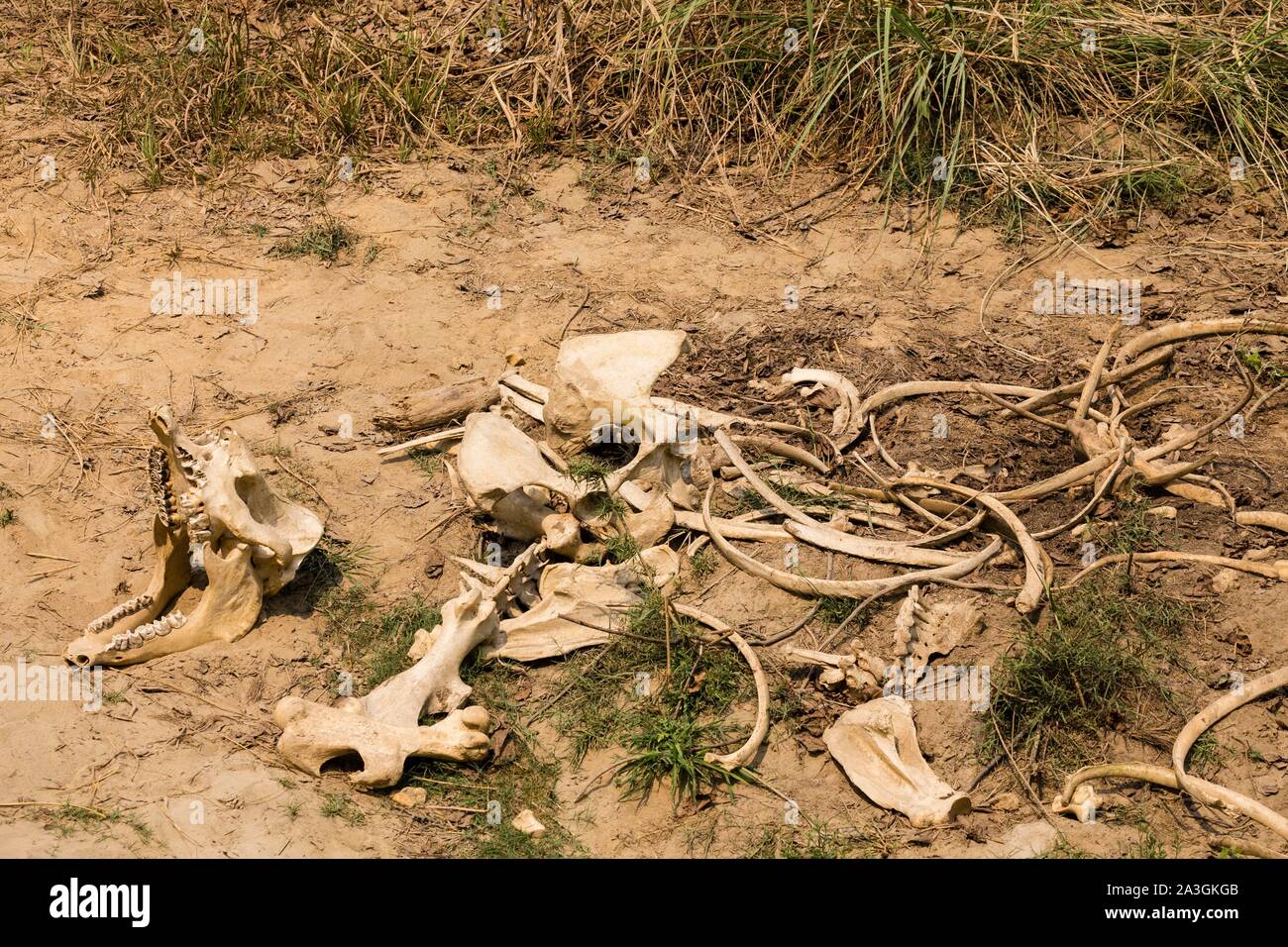 Il Nepal, Chitwan il parco nazionale, rimanenti di una maggiore Uno-cornuto Rhino (Rhinoceros unicornis) Foto Stock