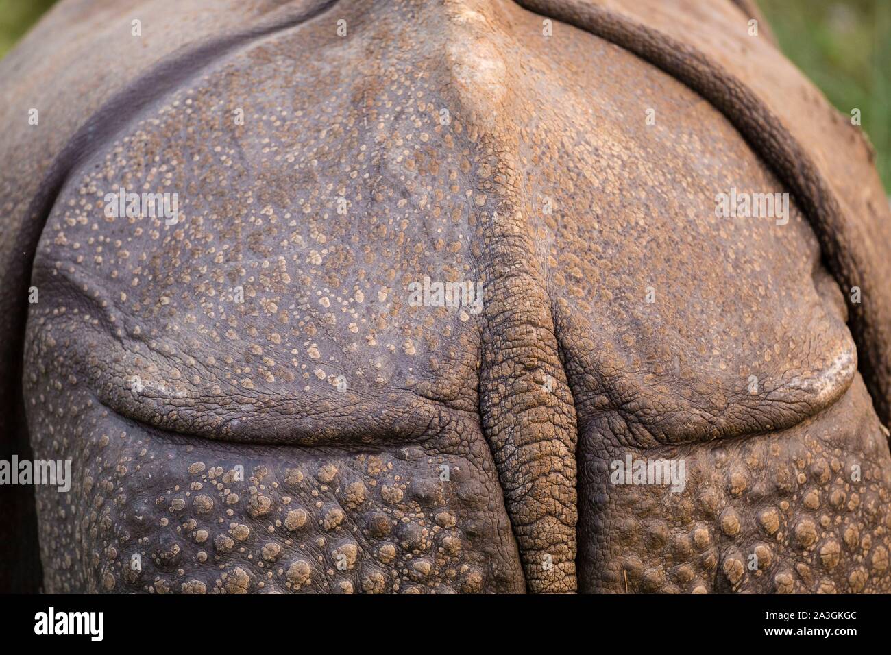 Il Nepal, Chitwan il parco nazionale, indietro di uno più grande-cornuto Rhino (Rhinoceros unicornis) Foto Stock