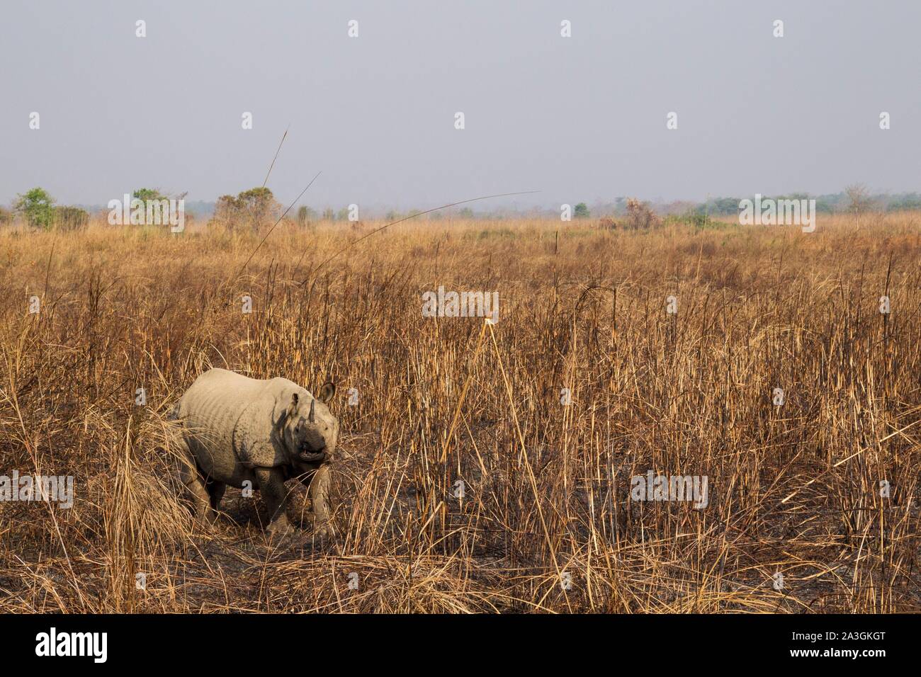 Il Nepal, Chitwan il parco nazionale, maggiore di un corno di rinoceronte (Rhinoceros unicornis) nella prateria di bruciato Foto Stock