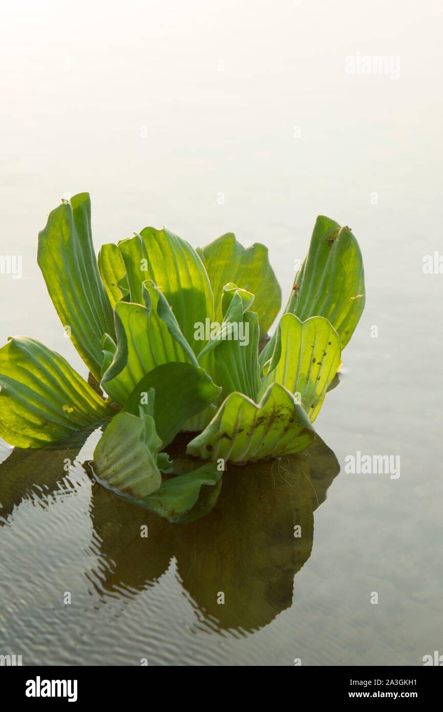 Il Nepal, Chitwan il parco nazionale, giacinto di acqua nel fiume Rapti Foto Stock