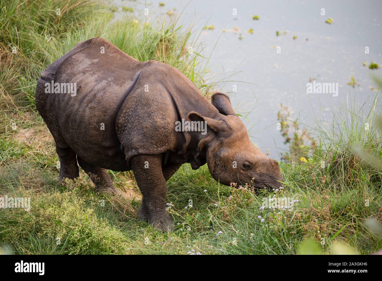 Il Nepal, Chitwan il parco nazionale, giovane maggiore di un corno di rinoceronte (Rhinoceros unicornis) mangiare Foto Stock