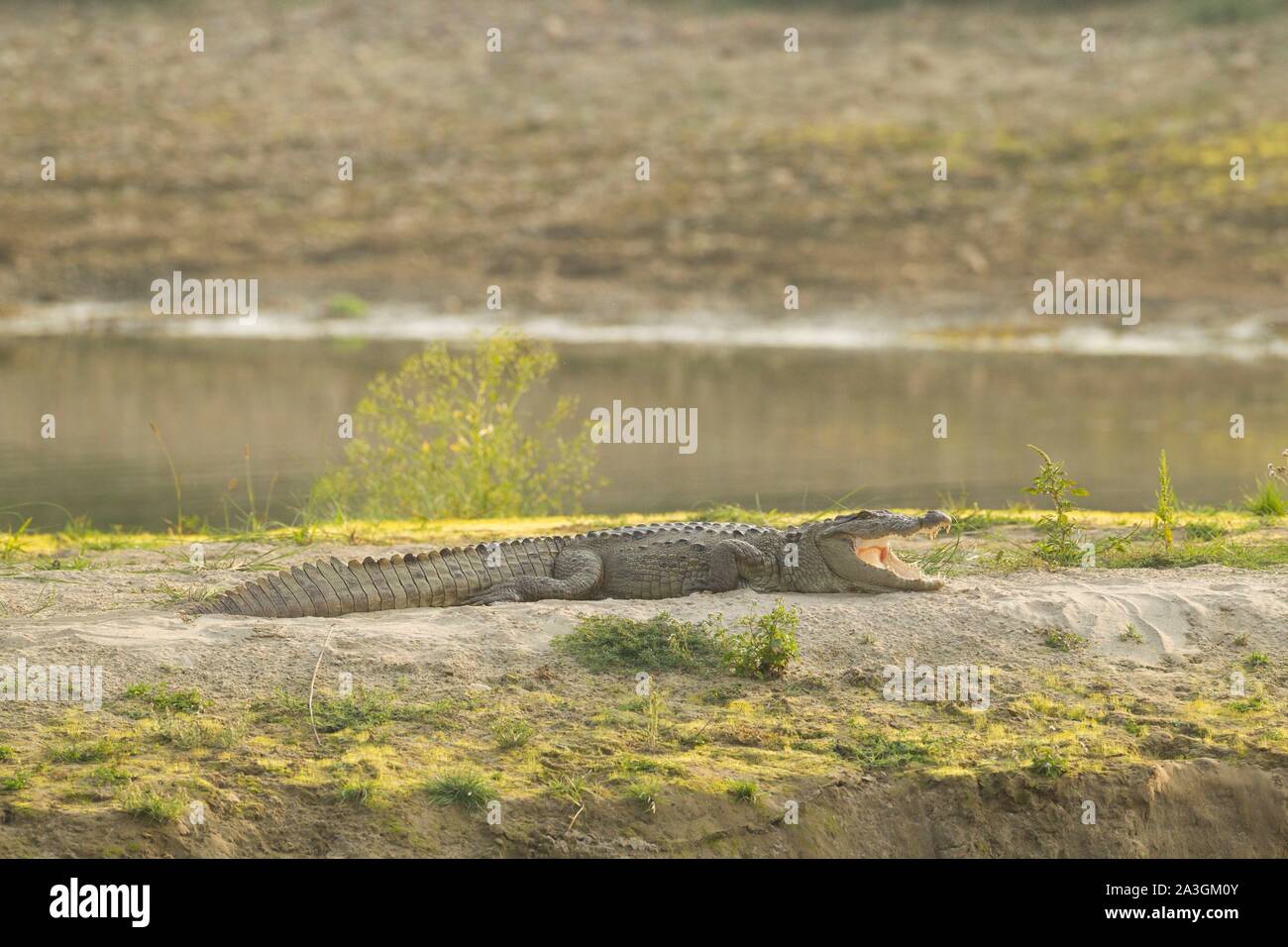 Il Nepal, Chitwan il parco nazionale, Mugger (Crocodylus palustris) sulla banca del fiume Rapti Foto Stock