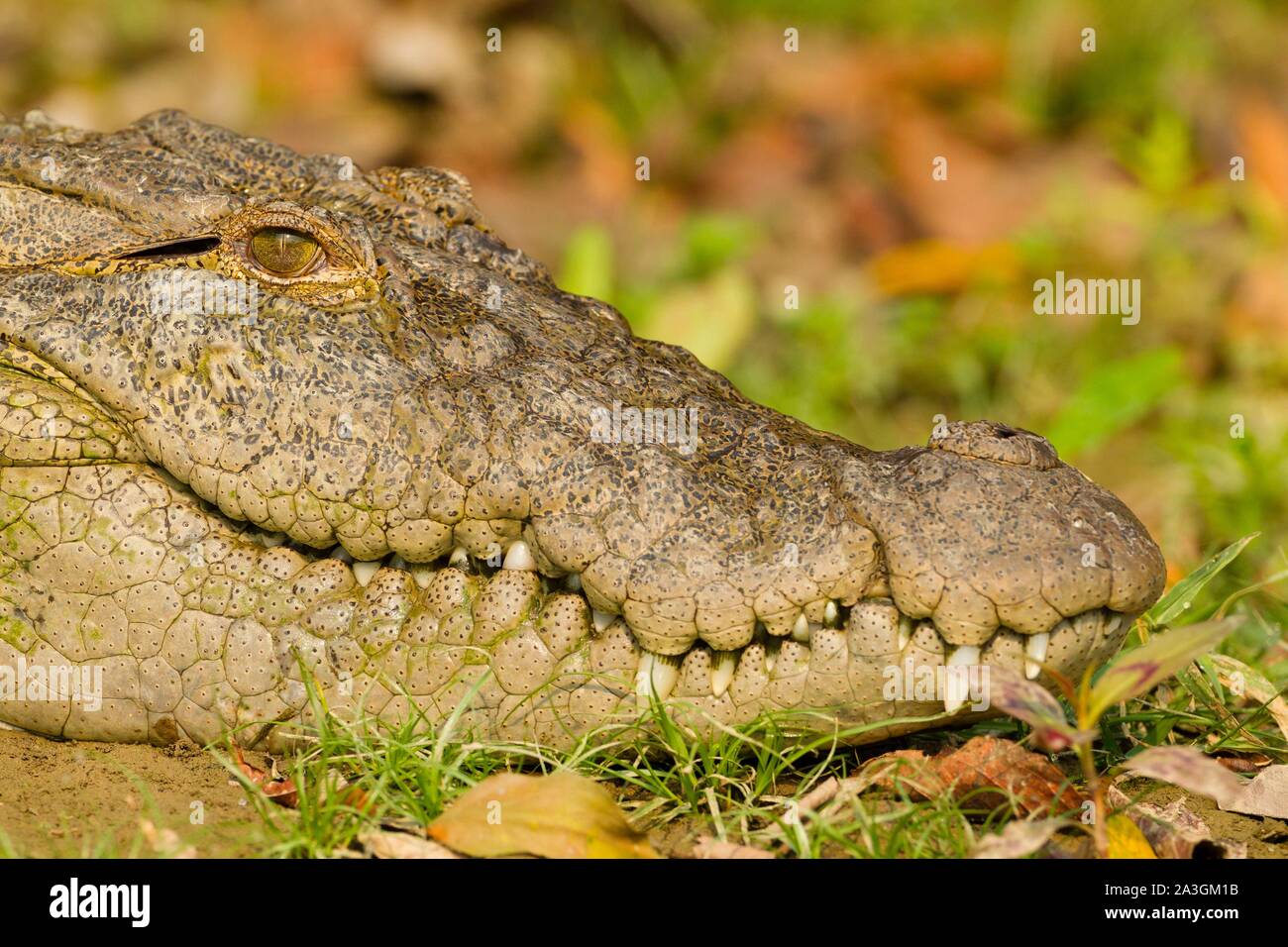 Il Nepal, Chitwan il parco nazionale, in prossimità della testa di un mugger (Crocodylus palustris) Foto Stock