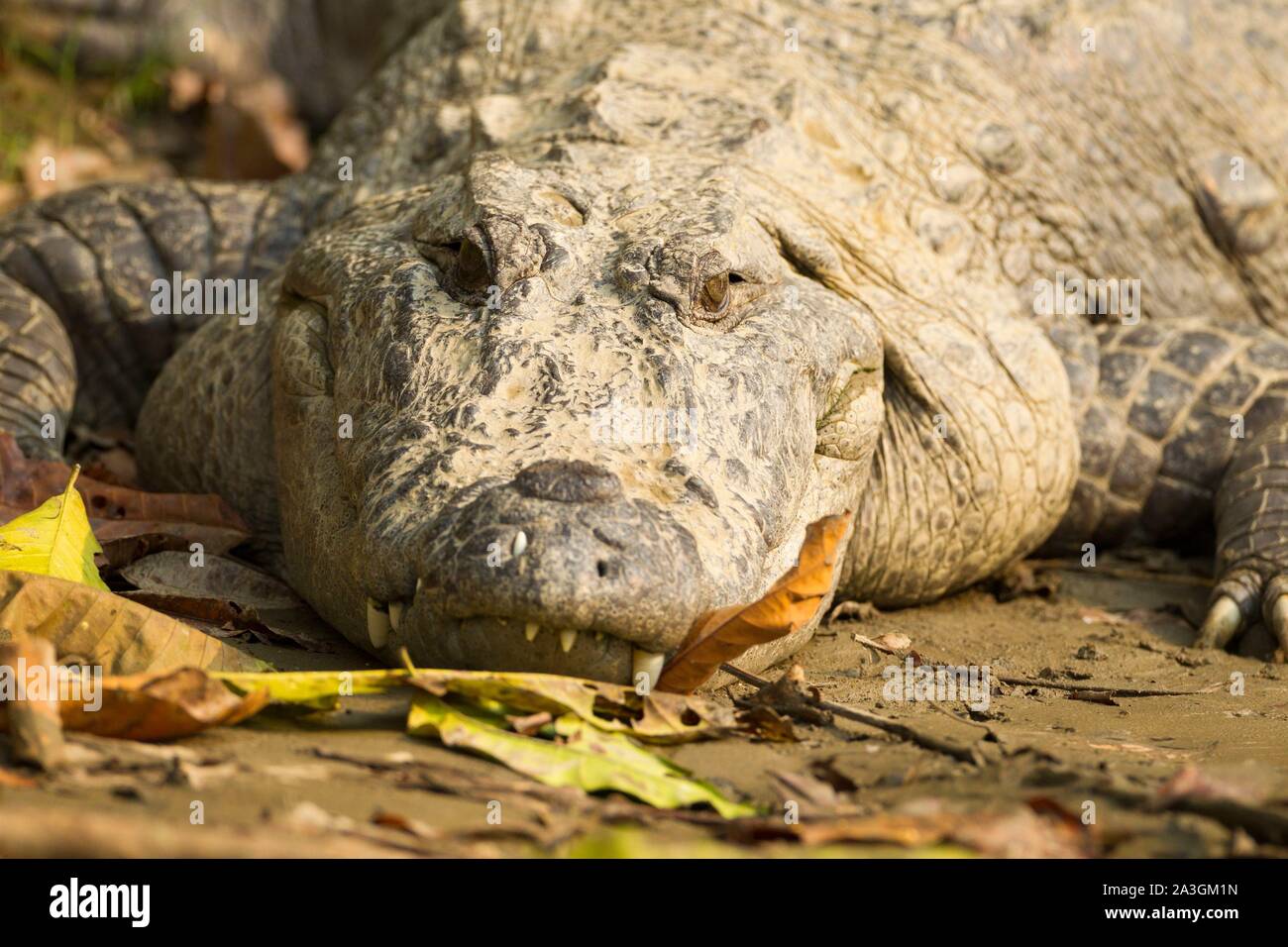 Il Nepal, Chitwan il parco nazionale, Mugger (Crocodylus palustris) sulla sponda di un fiume Foto Stock