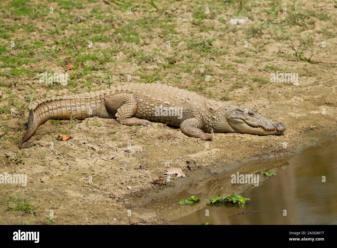 Il Nepal, Chitwan il parco nazionale, Mugger (Crocodylus palustris) sulla sponda di un laghetto di acqua Foto Stock