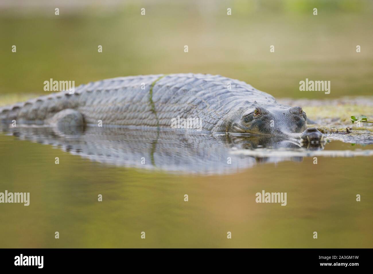 Il Nepal, Chitwan il parco nazionale, Gharial (Gavialis gangeticus) nel fiume Foto Stock