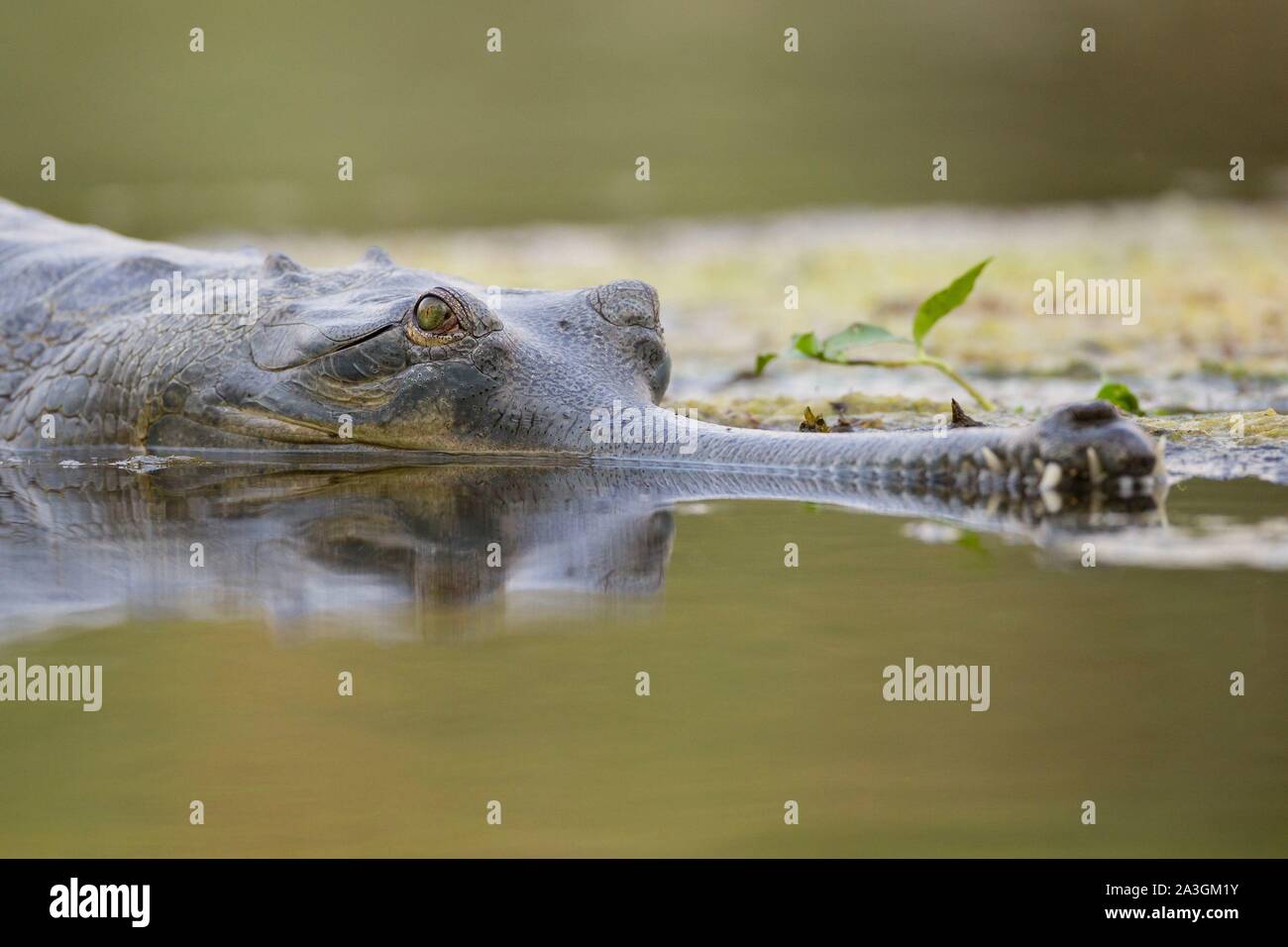 Il Nepal, Chitwan il parco nazionale, Gharial (Gavialis gangeticus) nel fiume Foto Stock