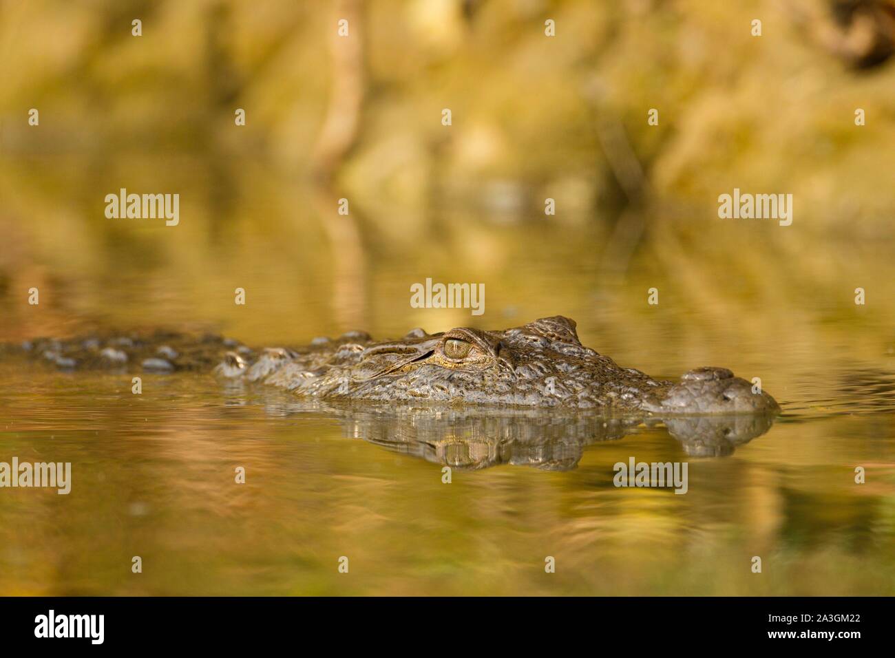 Il Nepal, Chitwan il parco nazionale, giovani mugger (Crocodylus palustris) in corrispondenza della superficie Foto Stock