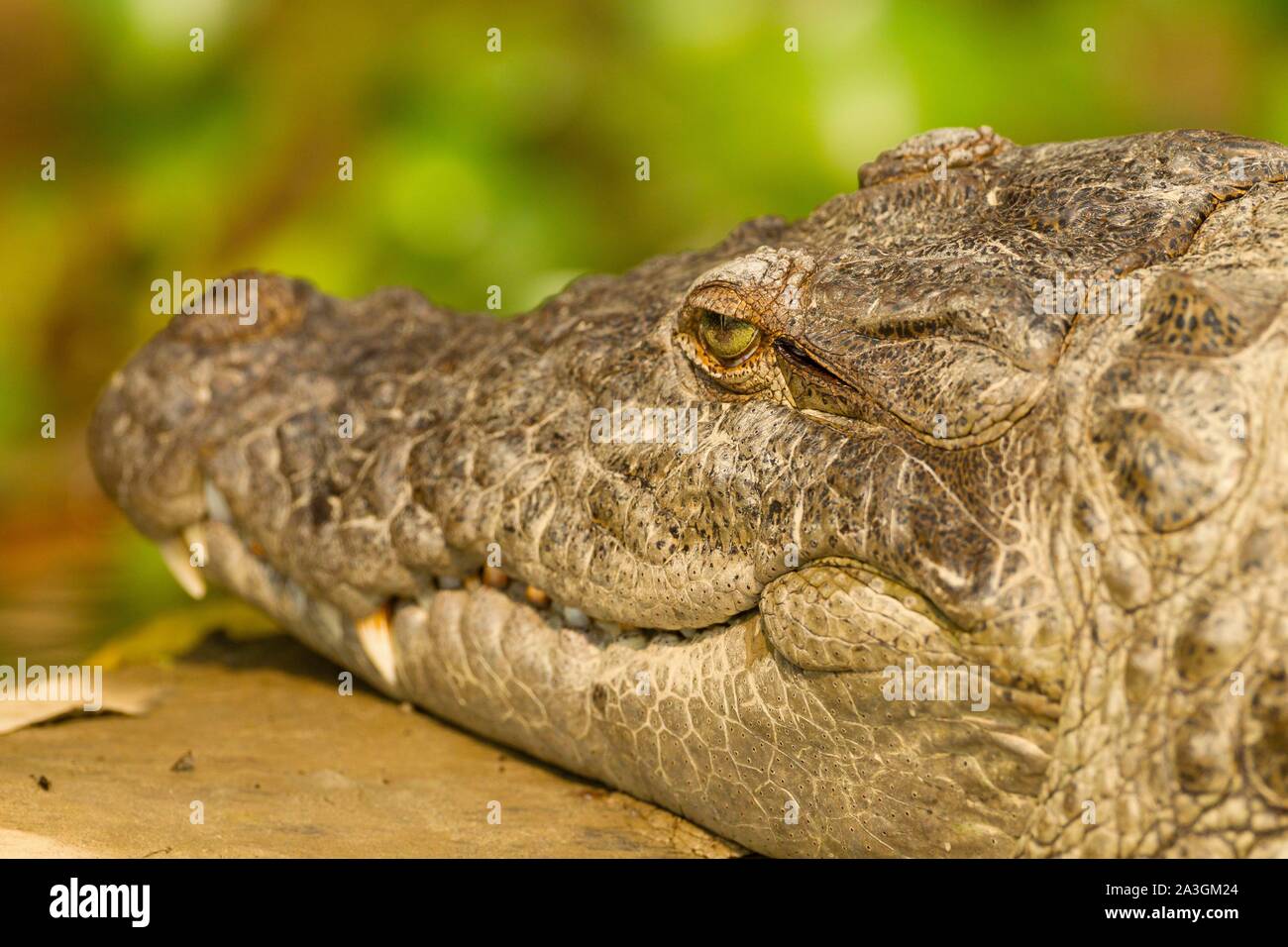 Il Nepal, Chitwan il parco nazionale, in prossimità della testa di un mugger (Crocodylus palustris) Foto Stock