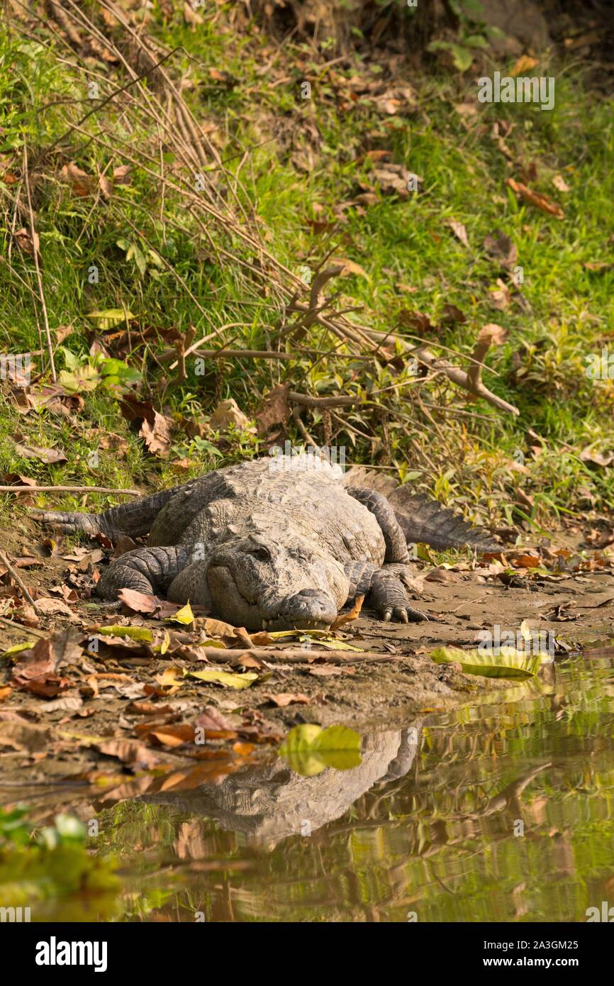 Il Nepal, Chitwan il parco nazionale, Mugger (Crocodylus palustris) sulla sponda di un fiume Foto Stock