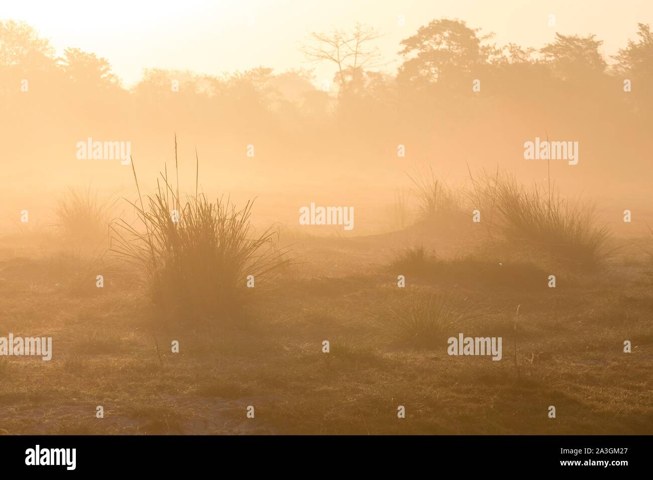 Il Nepal, Chitwan il parco nazionale misty sunrise nella prateria Foto Stock