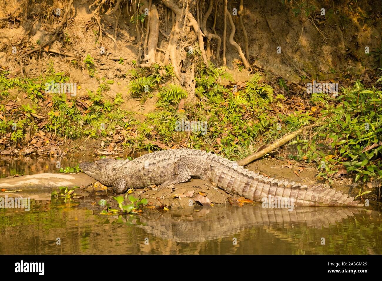 Il Nepal, Chitwan il parco nazionale, Mugger (Crocodylus palustris) sulla sponda di un fiume Foto Stock