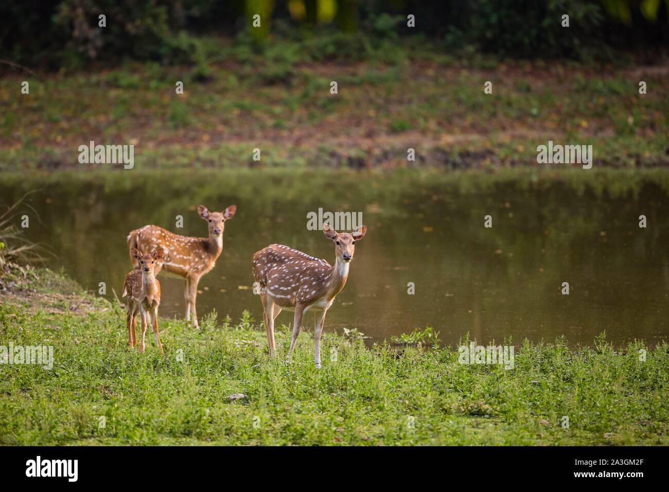 Il Nepal, Chitwan il parco nazionale, gruppo di spotted cervi (asse asse) Foto Stock