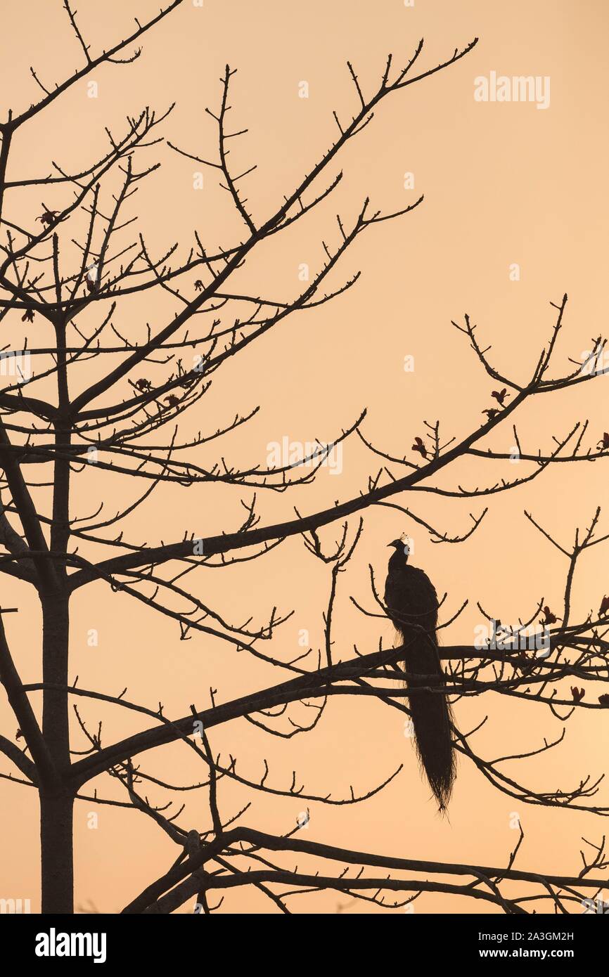 Il Nepal, Chitwan il parco nazionale, Peafowl indiano (Pavo cristatus) in un albero di sunrise Foto Stock