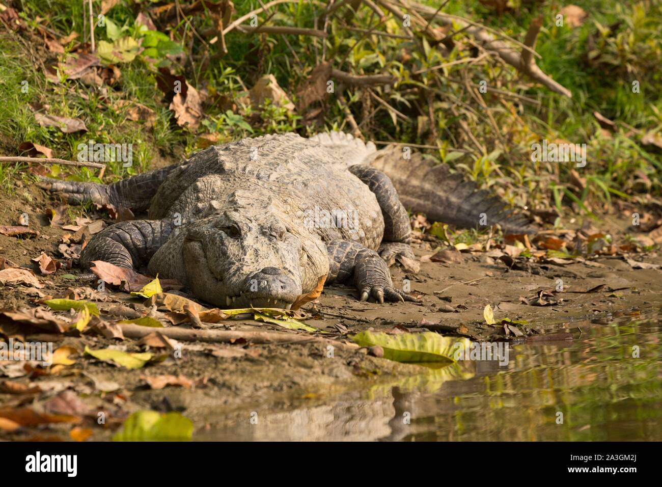 Il Nepal, Chitwan il parco nazionale, Mugger (Crocodylus palustris) sulla sponda di un fiume Foto Stock