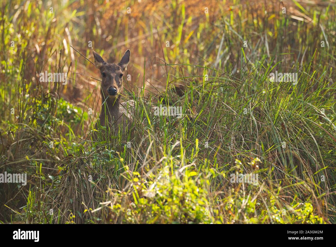 Il Nepal, Chitwan il parco nazionale, spotted deer (asse asse) femmina nella prateria Foto Stock