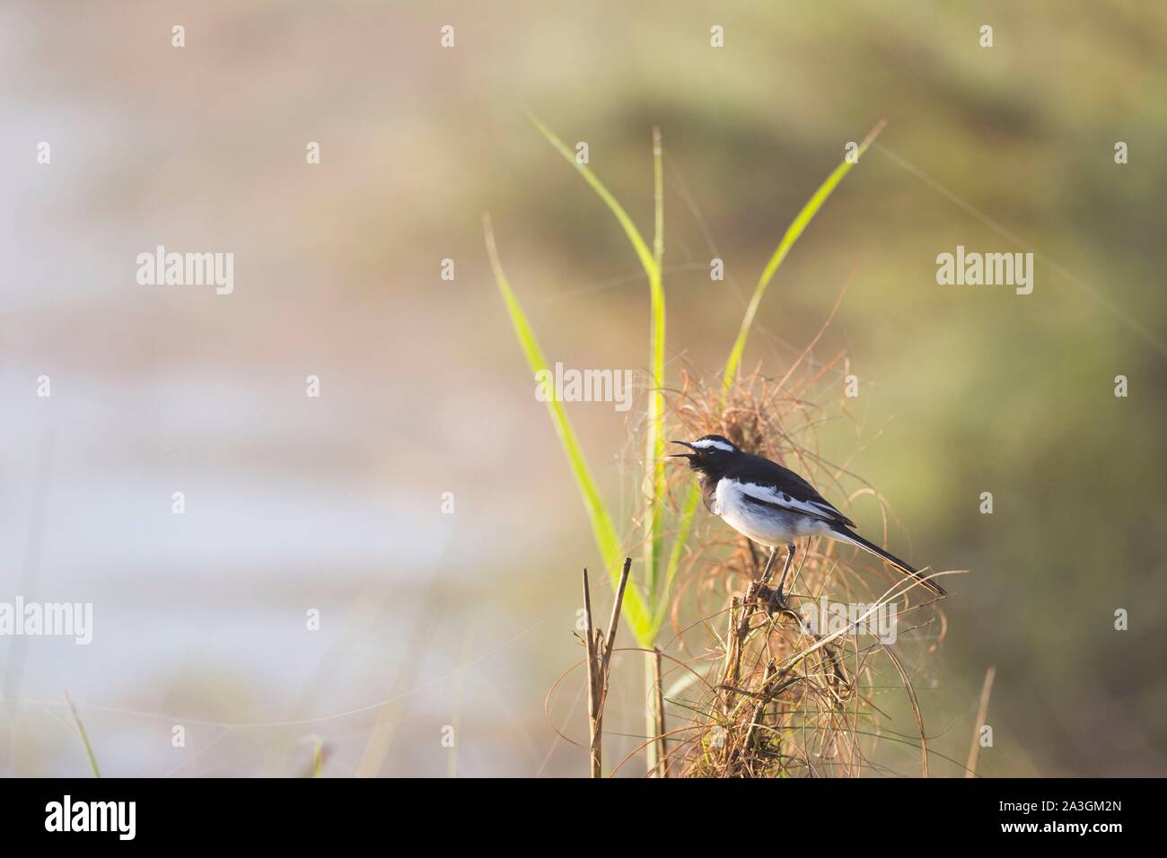 Il Nepal, Chitwan il parco nazionale, bianco-browed wagtail (Motacilla maderaspatensis) chiamando Foto Stock