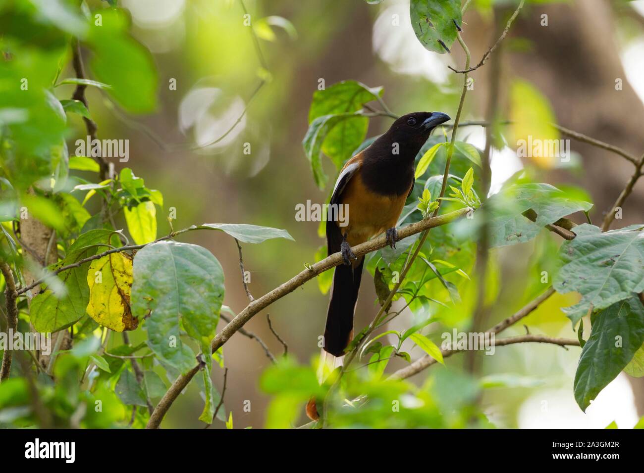 Il Nepal, Chitwan il parco nazionale, Rufous Treepie (Dendrocitta vagabunda) nella foresta Foto Stock