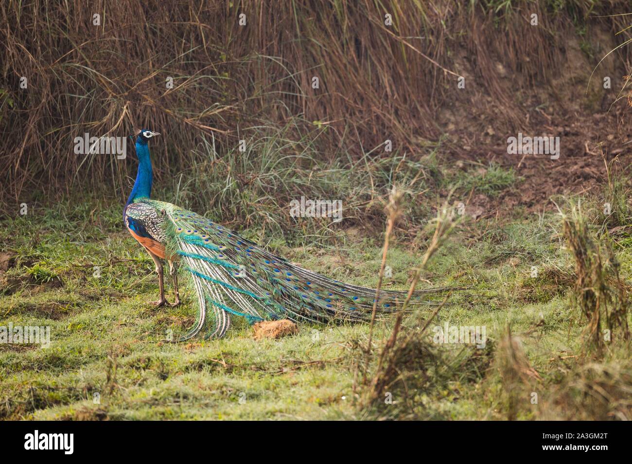 Il Nepal, Chitwan il parco nazionale, Peafowl indiano (Pavo cristatus) dancing in prati Foto Stock