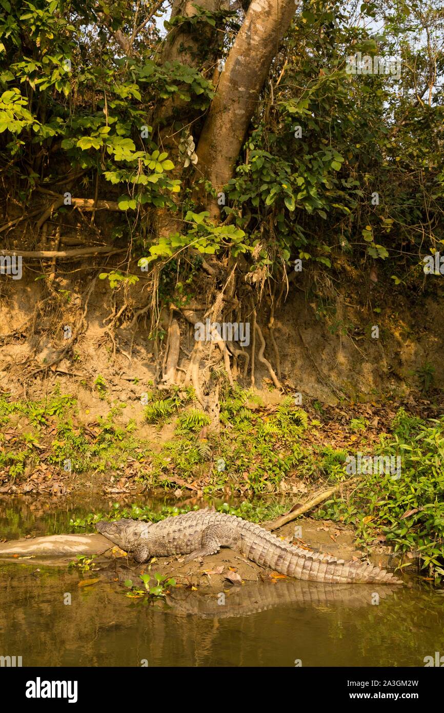 Il Nepal, Chitwan il parco nazionale, Mugger (Crocodylus palustris) sulla sponda di un fiume Foto Stock