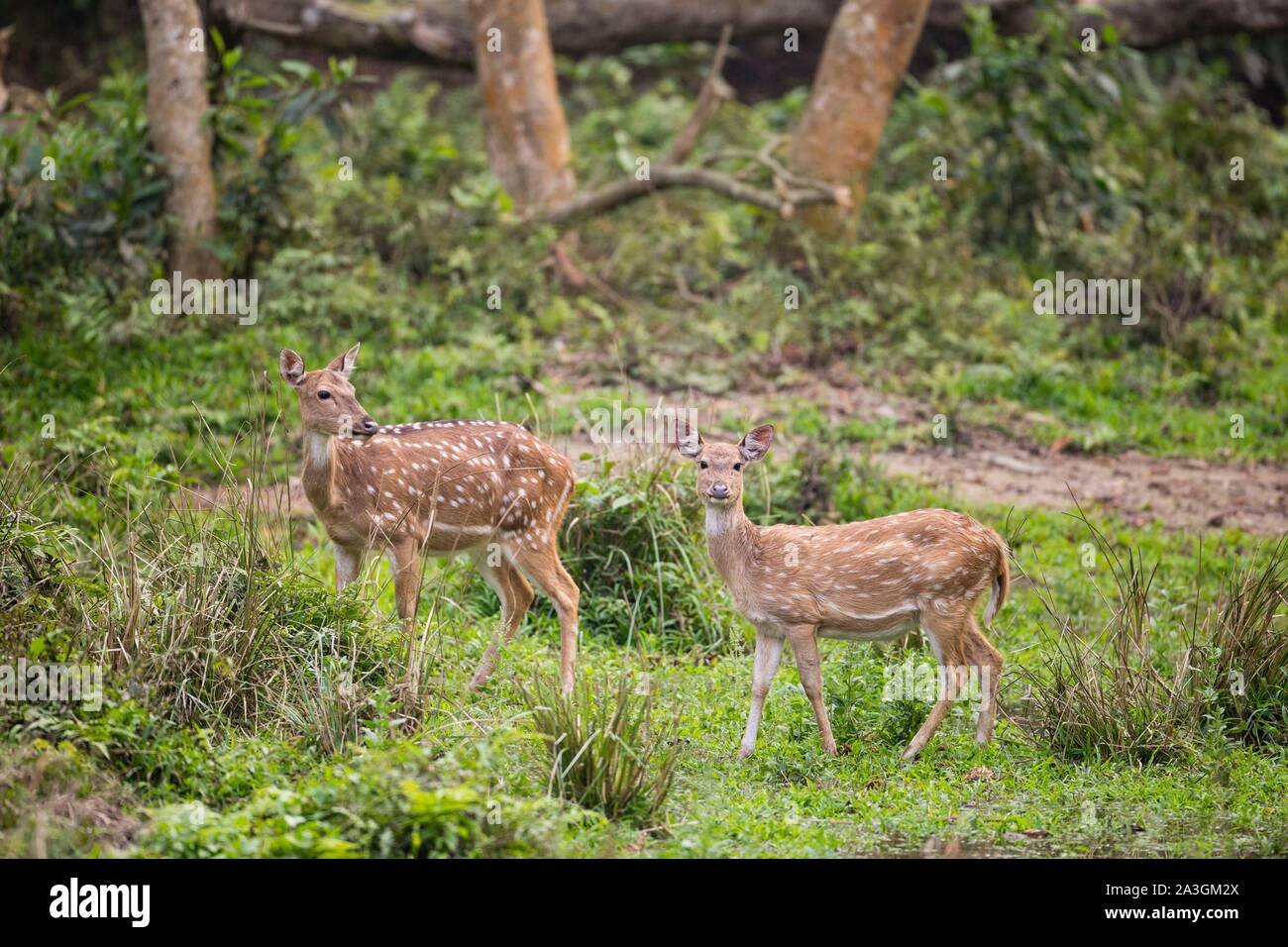 Il Nepal, Chitwan il parco nazionale, la madre e il giovane spotted deer (asse asse) Foto Stock