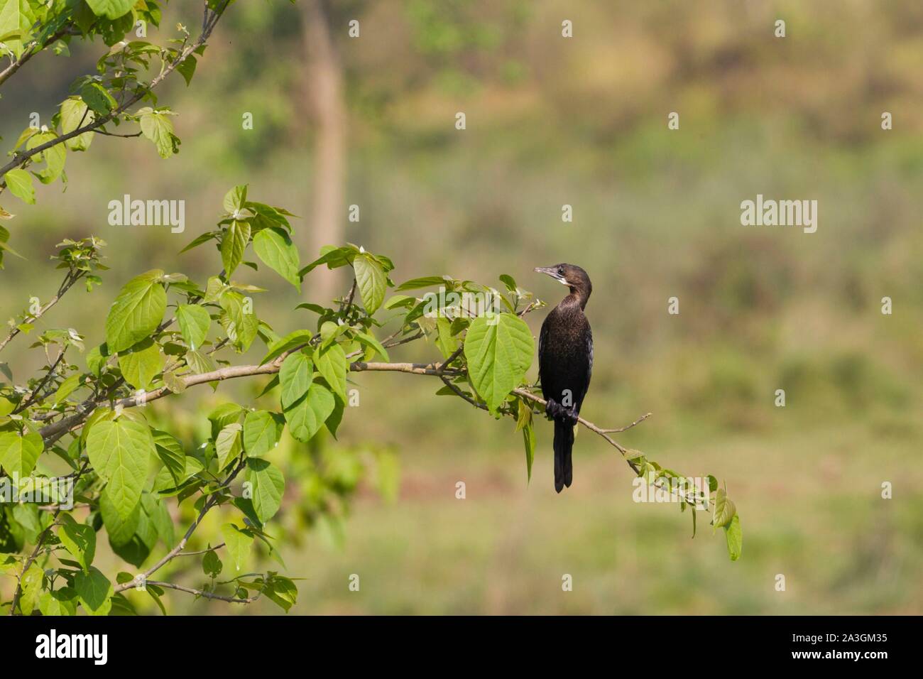 Il Nepal, Chitwan il parco nazionale, poco cormorano (Microcarbo niger) su un ramo Foto Stock