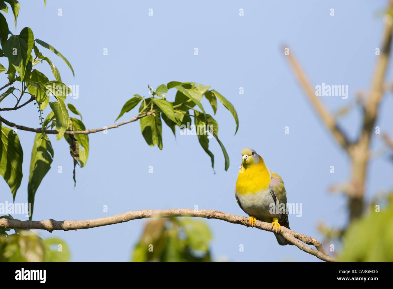 Il Nepal, Chitwan il parco nazionale, giallo-footed Green Pigeon (Treron phoenicoptera) Foto Stock