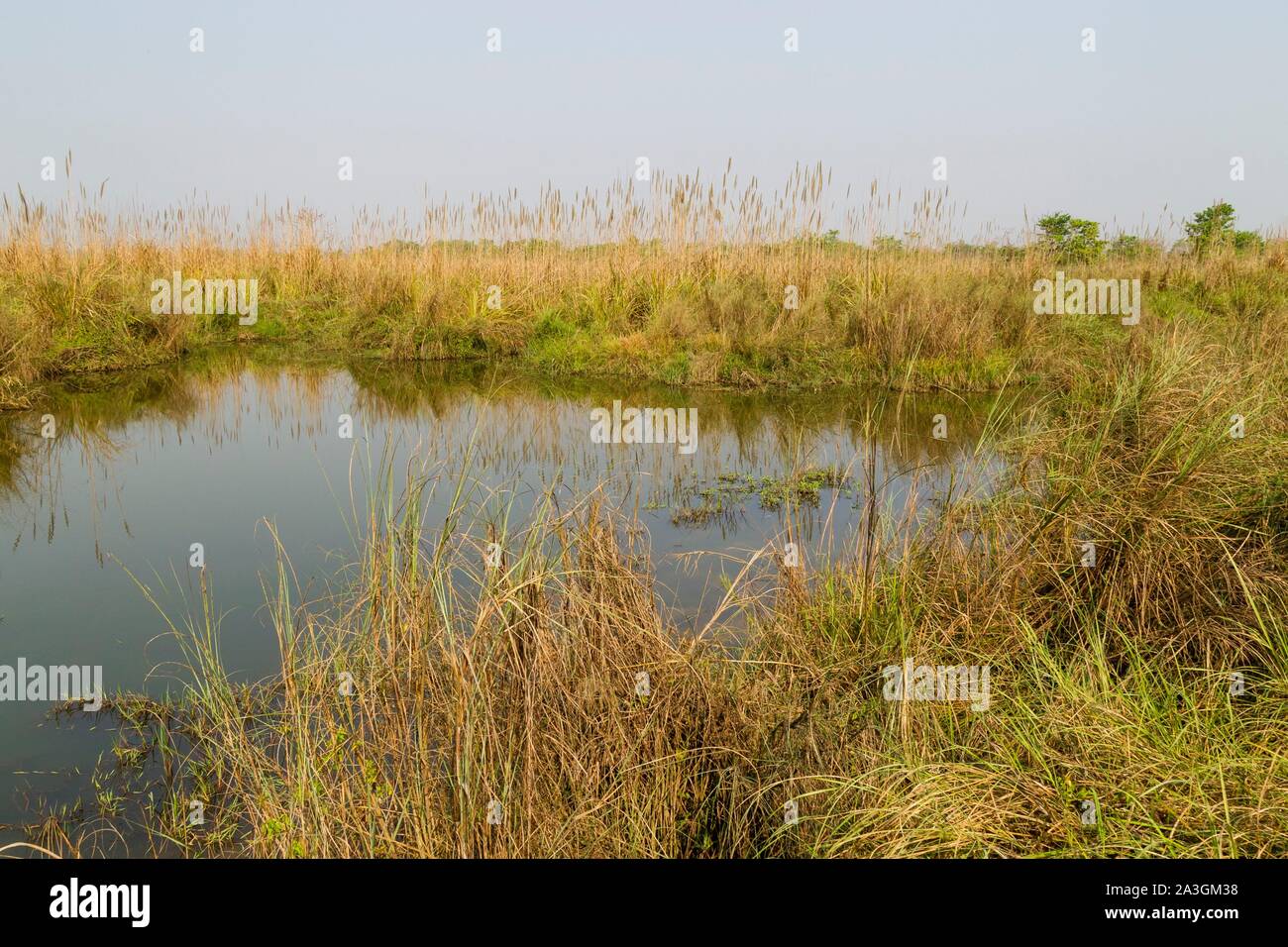 Il Nepal, Chitwan il parco nazionale, stagno di acqua nella prateria Foto Stock